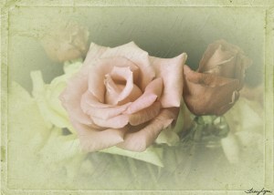 5x7 rose vintage 02 copy