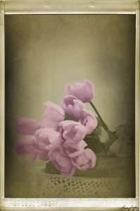 tulips vintage fx 01