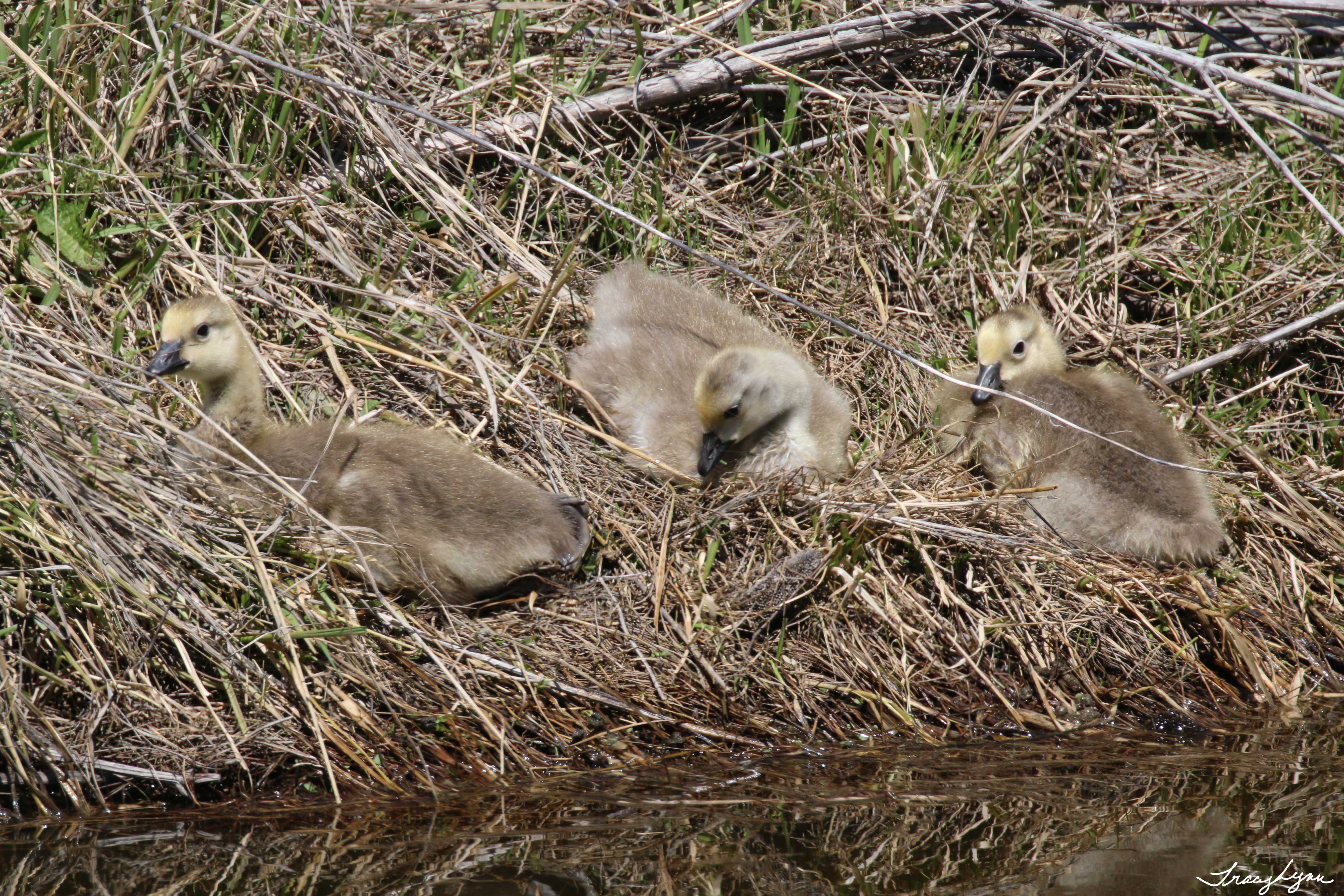 3 Older Goslings
