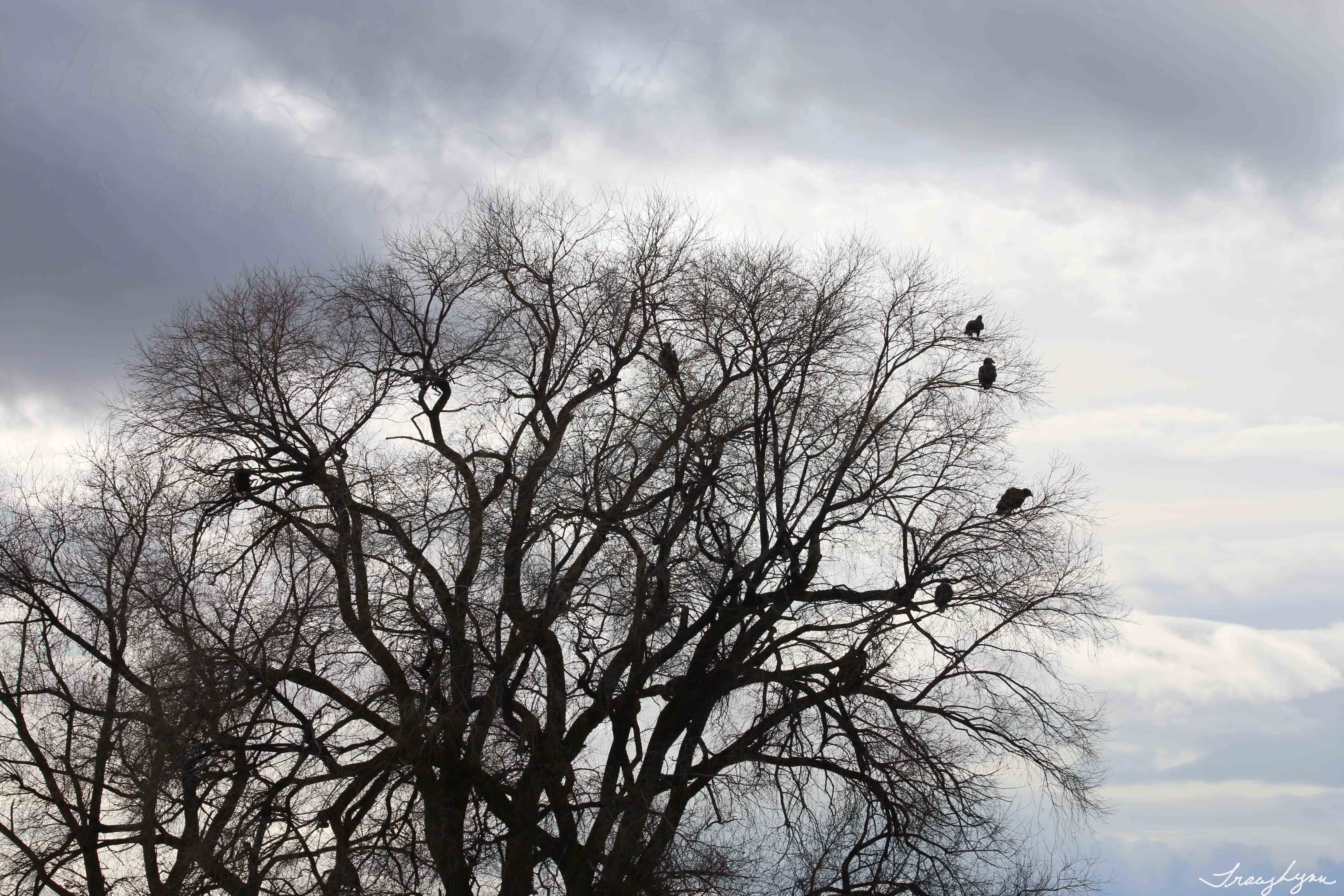 Bald and Goldens in Tree blog