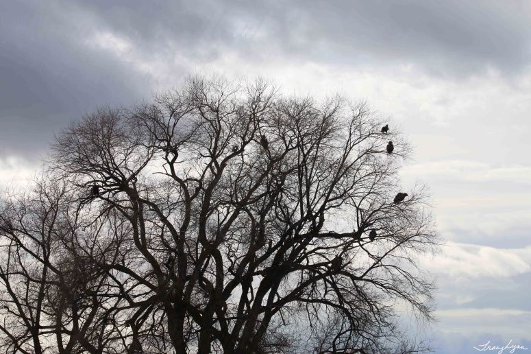 Bald and Goldens in Tree blog