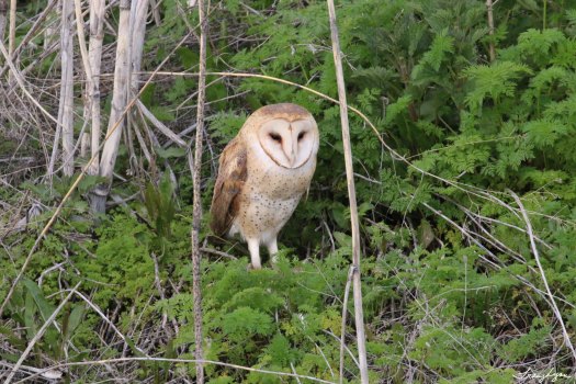 Barn Owl