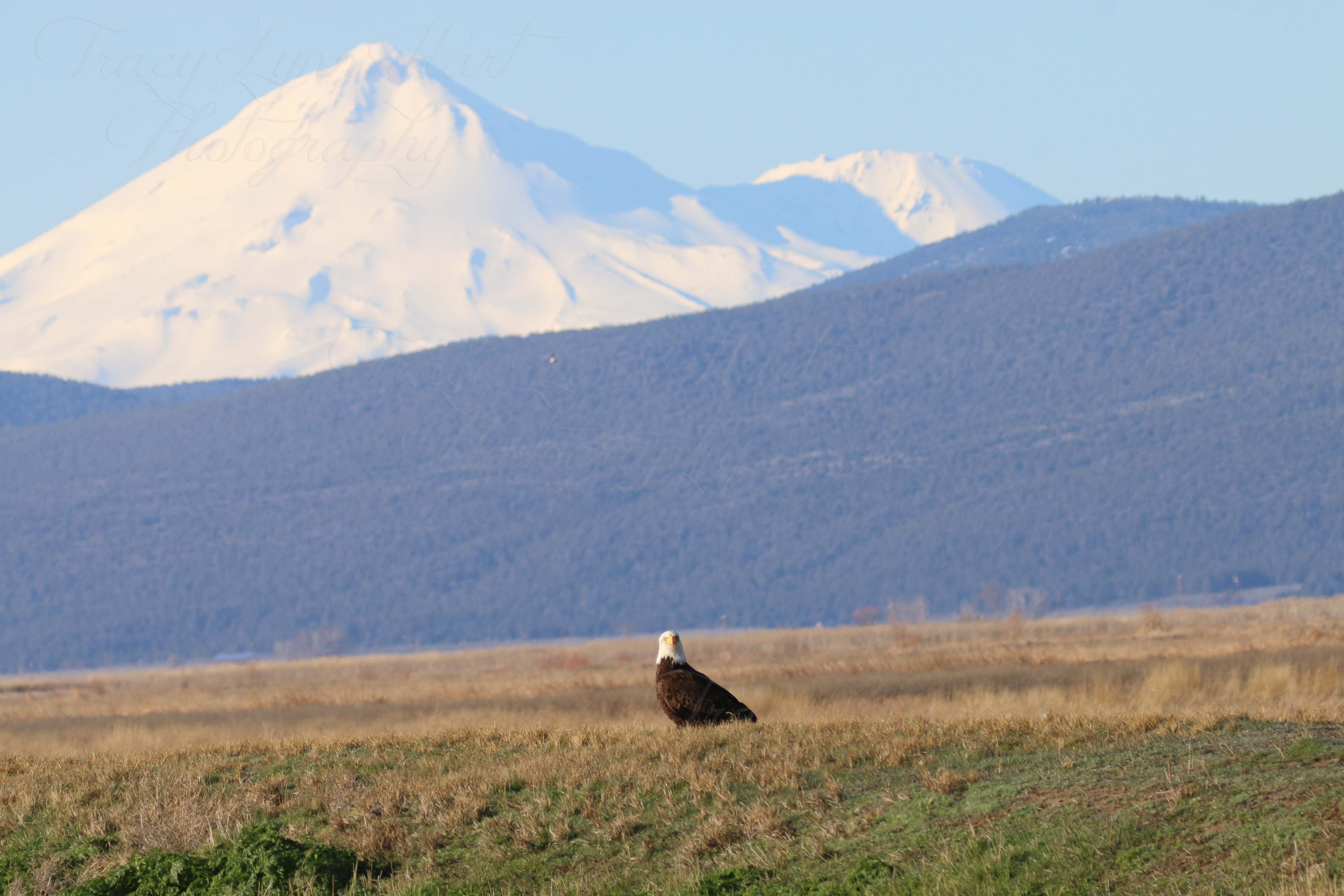 Eagle and Shasta Blog