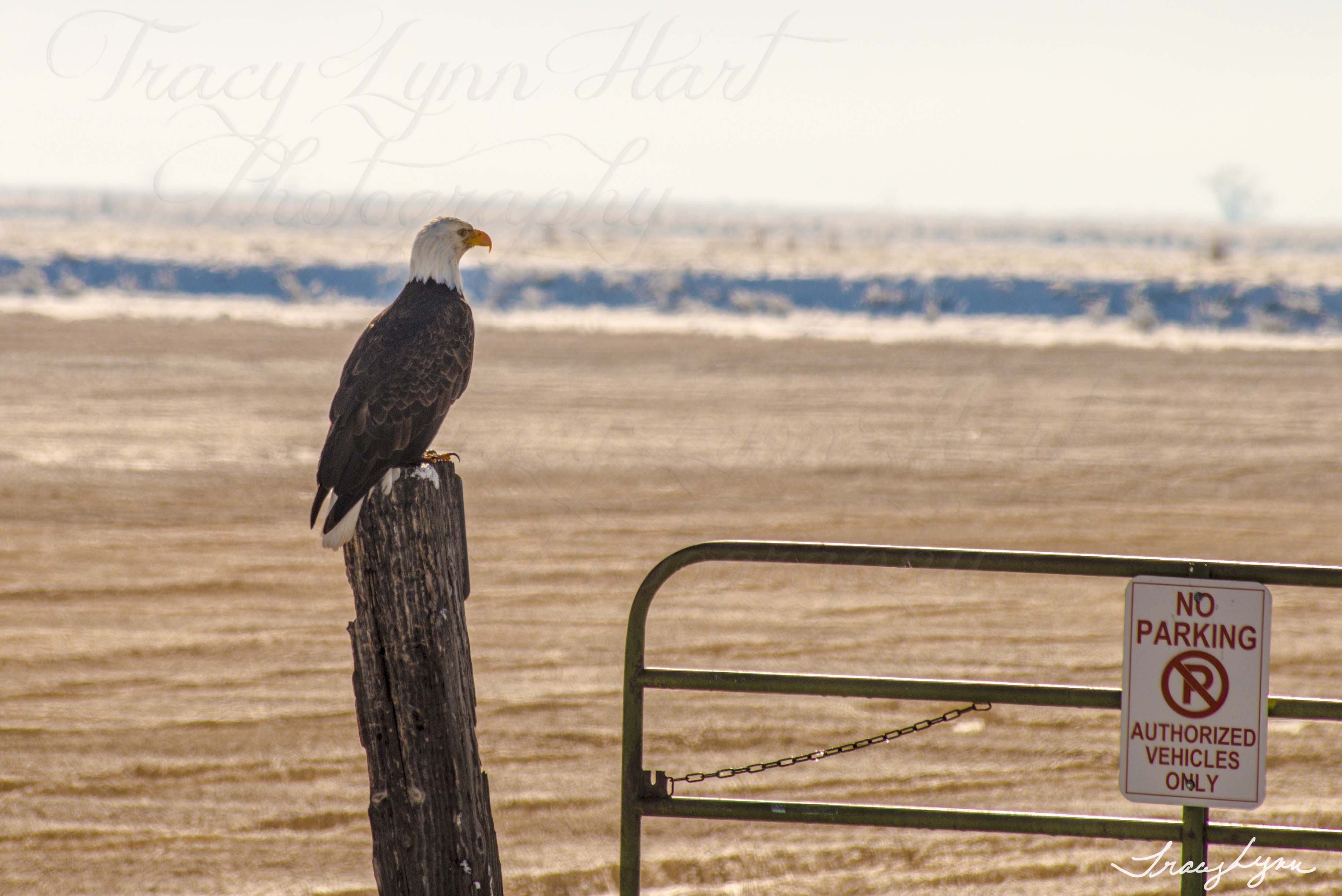 Eagle no parking 01blog