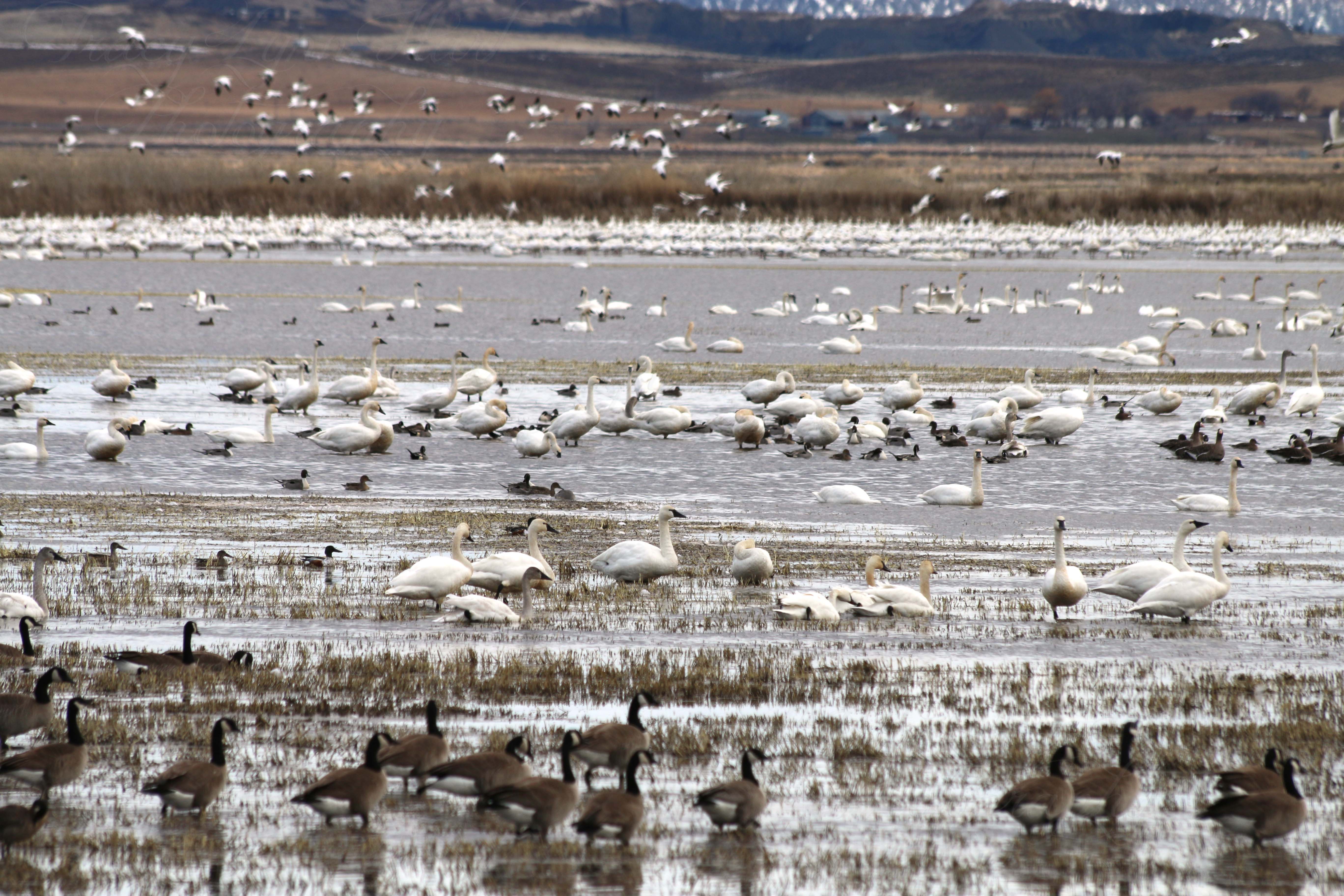 Geese and Swans 02 blog