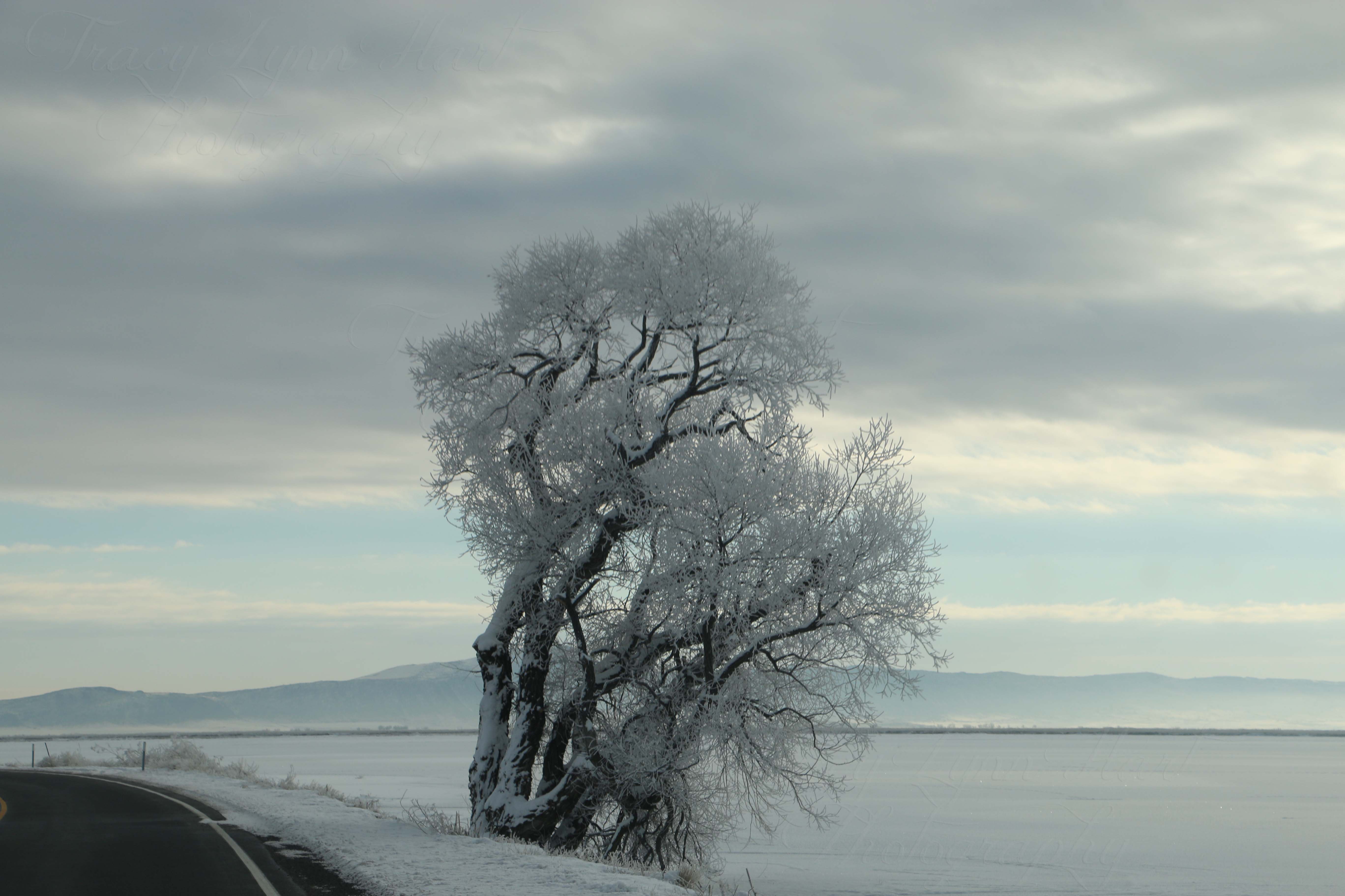 Misty Morning Original