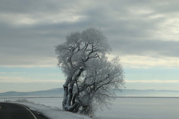 Misty Morning Original