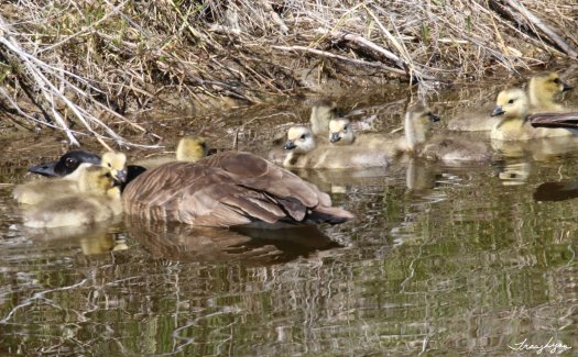 Older Goslings and Protective Parent