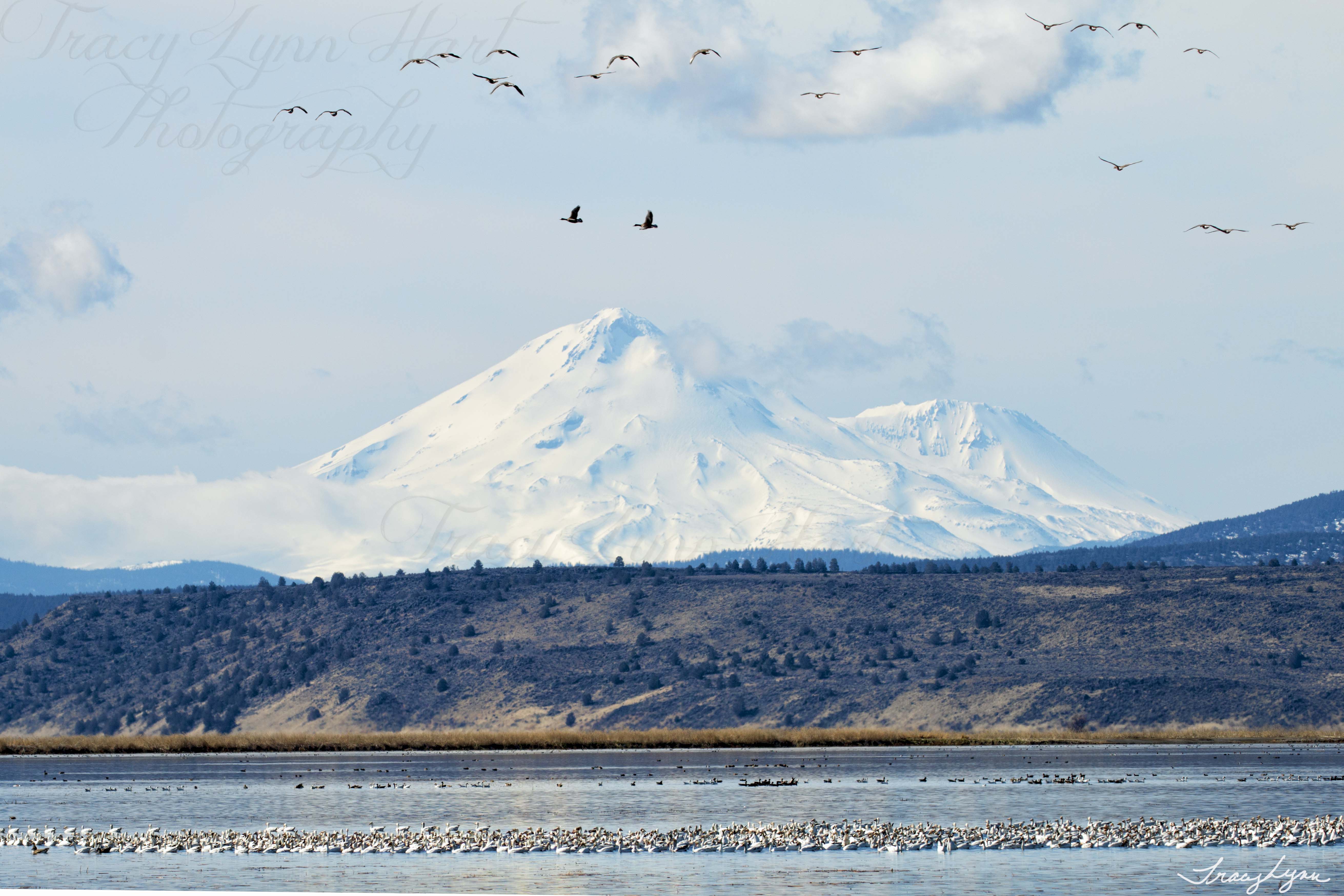 Shasta birds blog 01