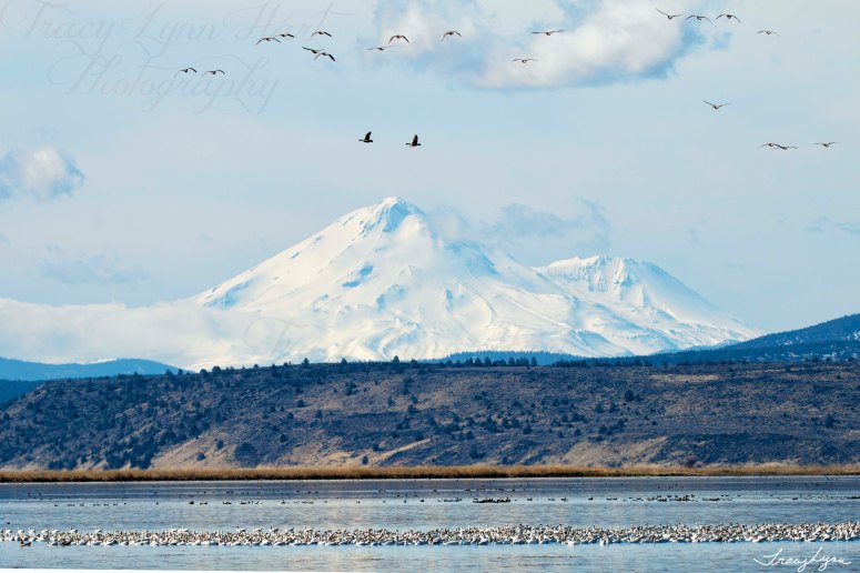 Shasta birds blog 01