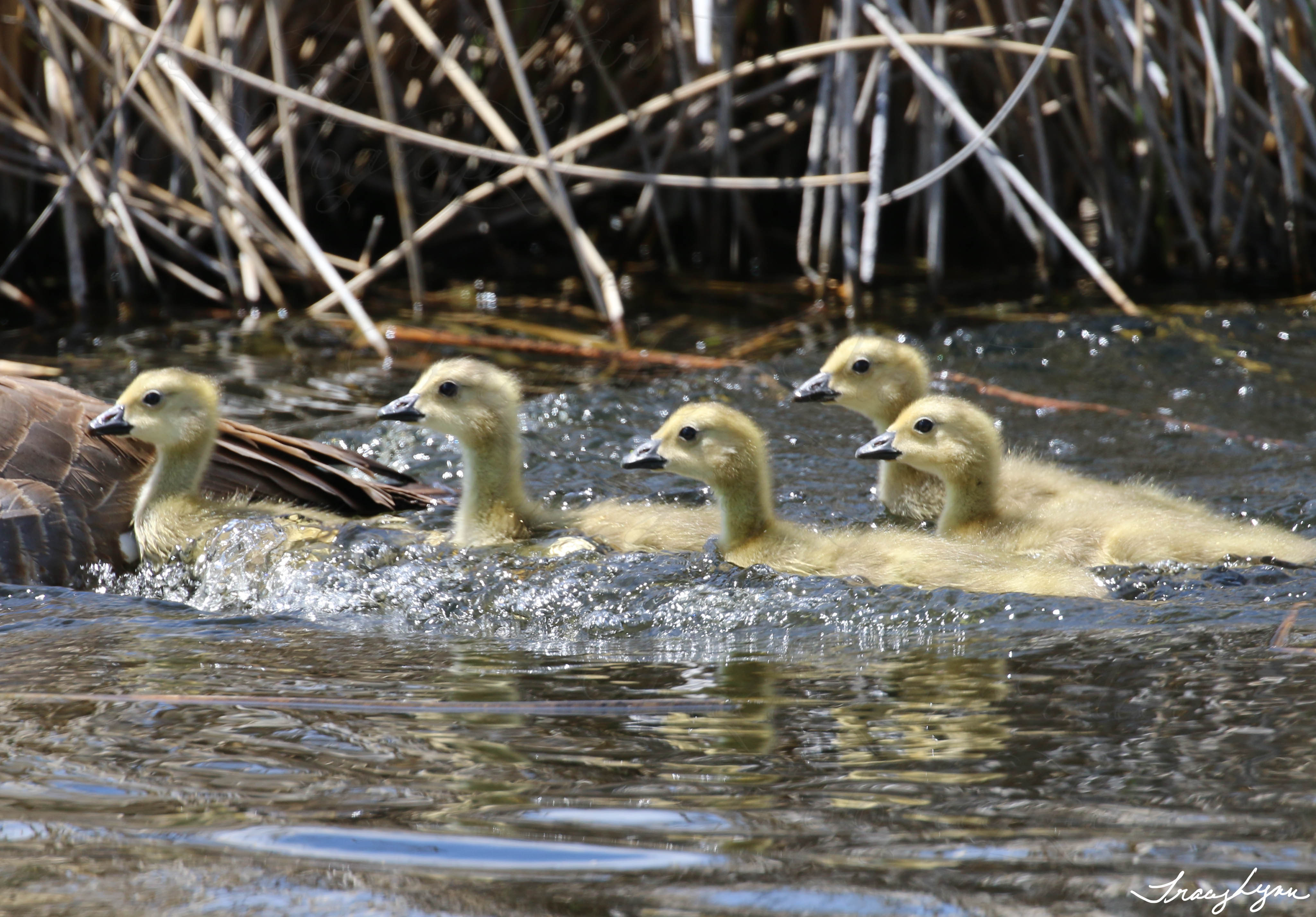 Small Goslings on the Marsh
