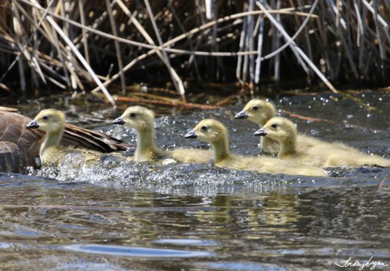 Small Goslings on the Marsh