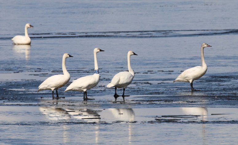 Tundra Swans blog