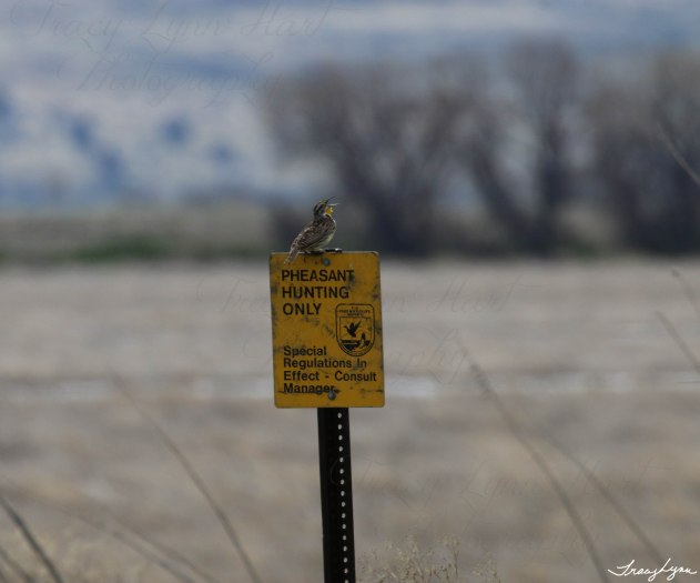 Western Meadowlark