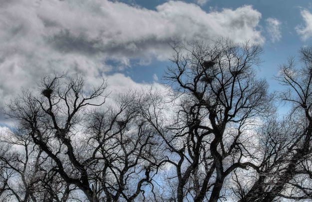 Where eagles nest blog