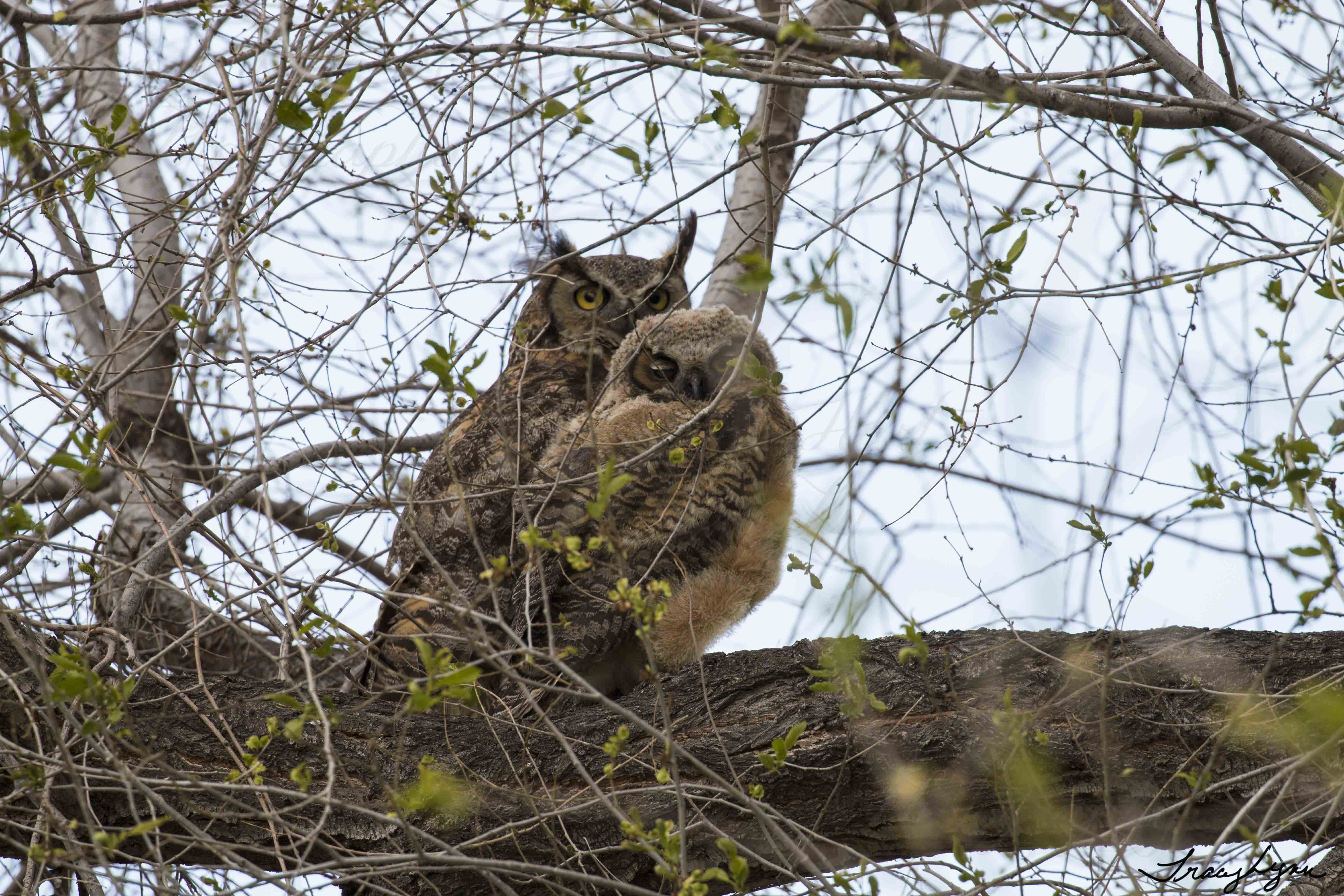 GH Owl Fledling and Parent