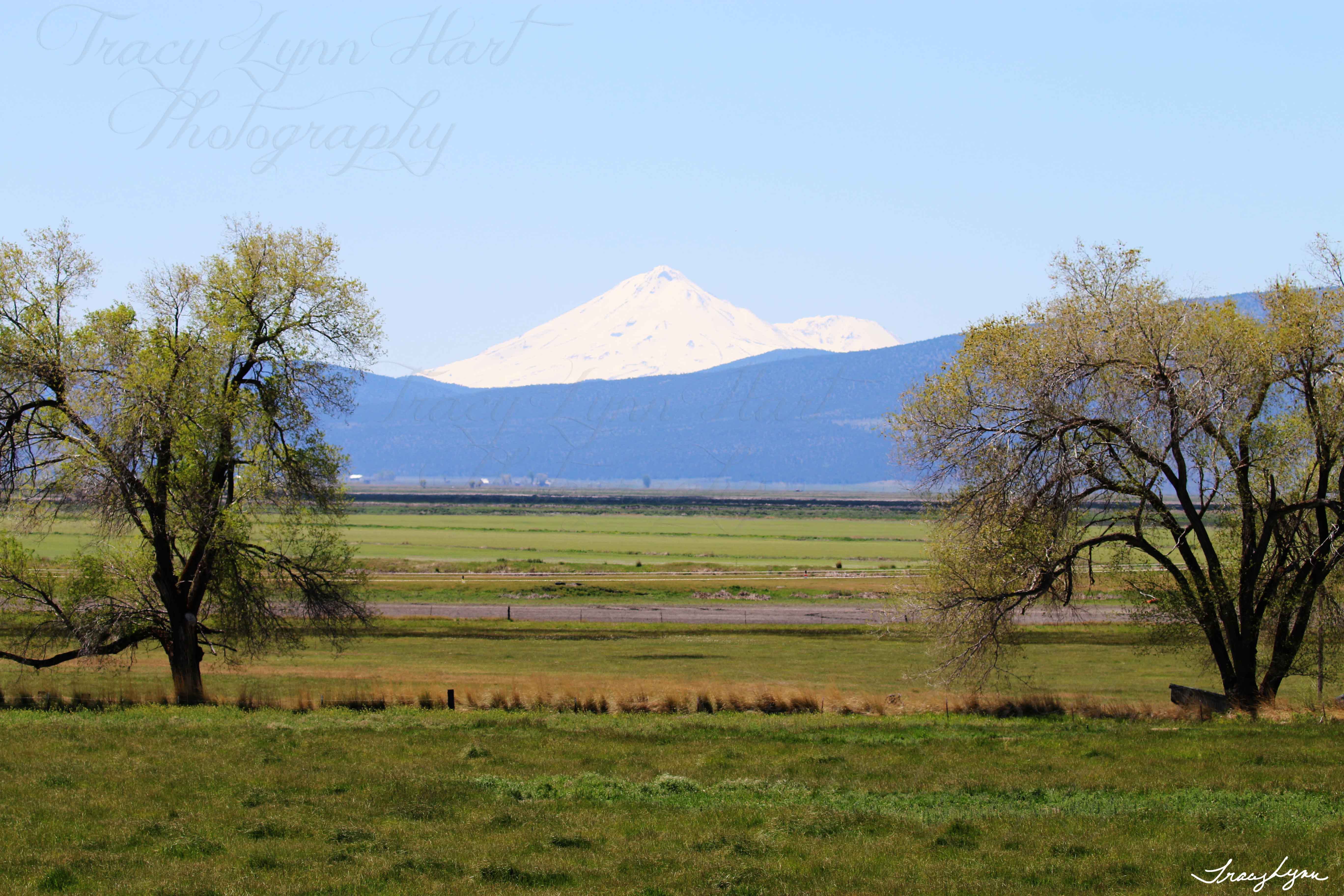 Mt Shasta Spring