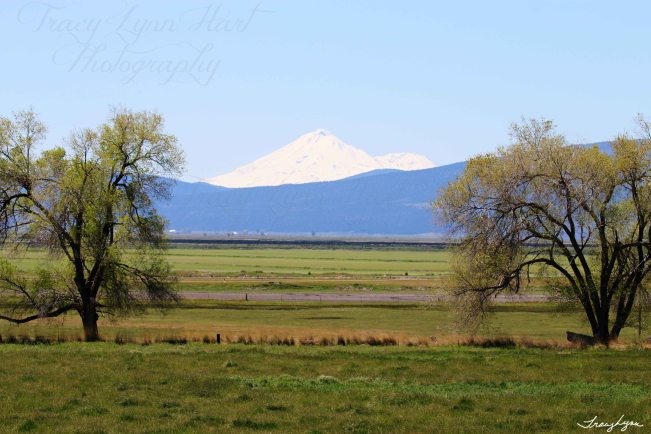 Mt Shasta Spring