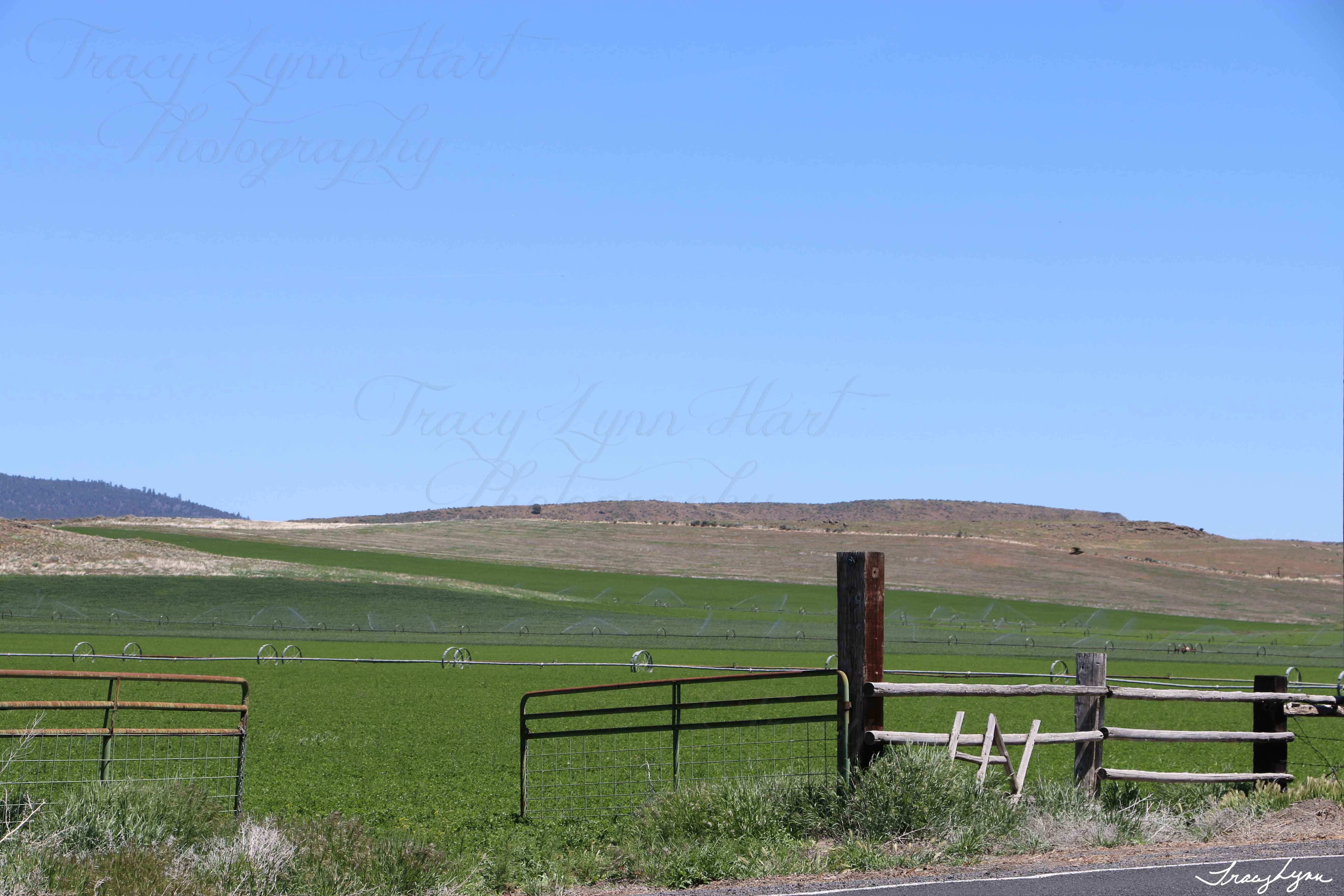Sprinklers in Spring