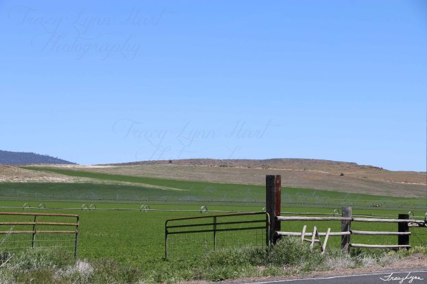 Sprinklers in Spring