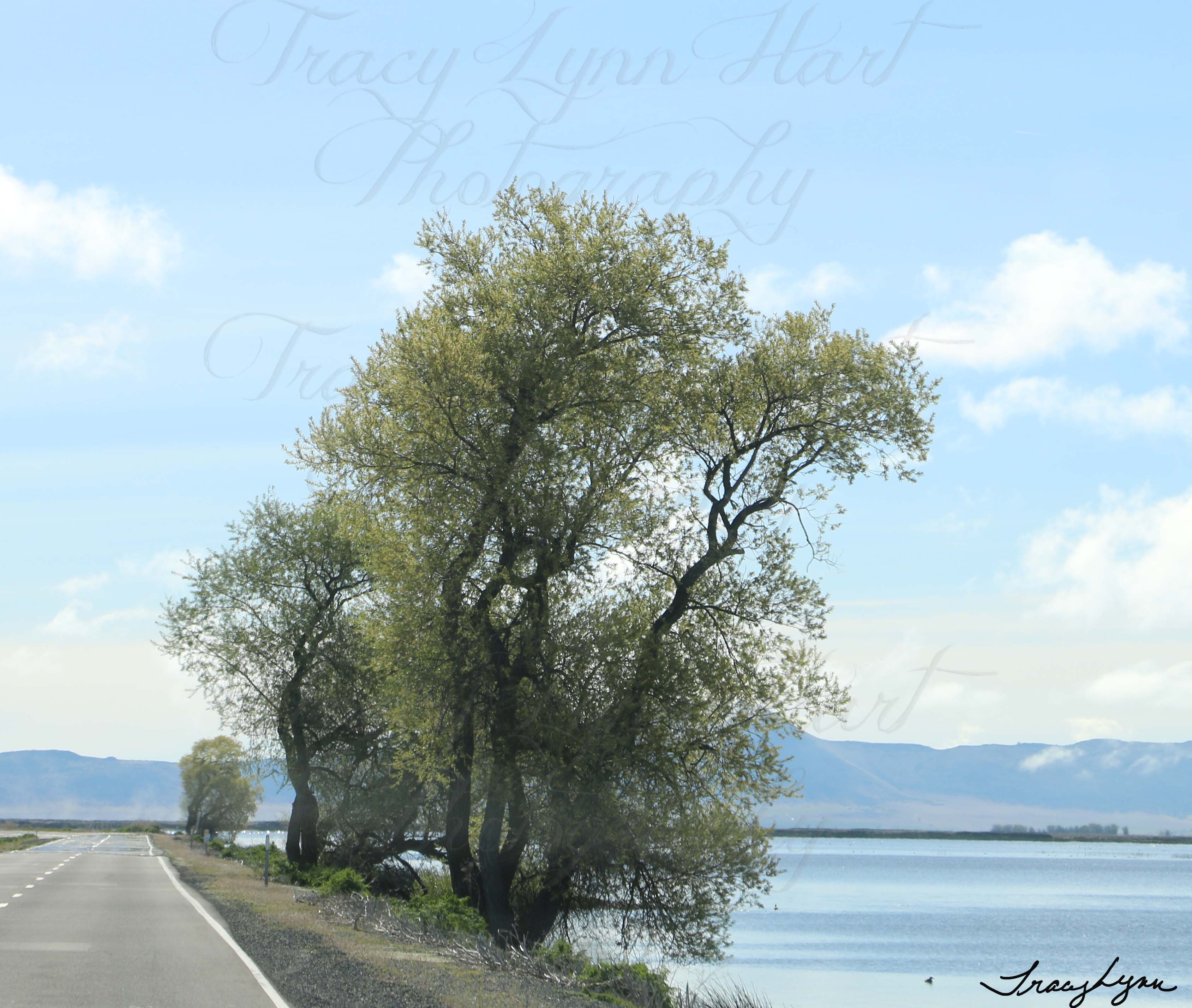 Tree along stateline 1