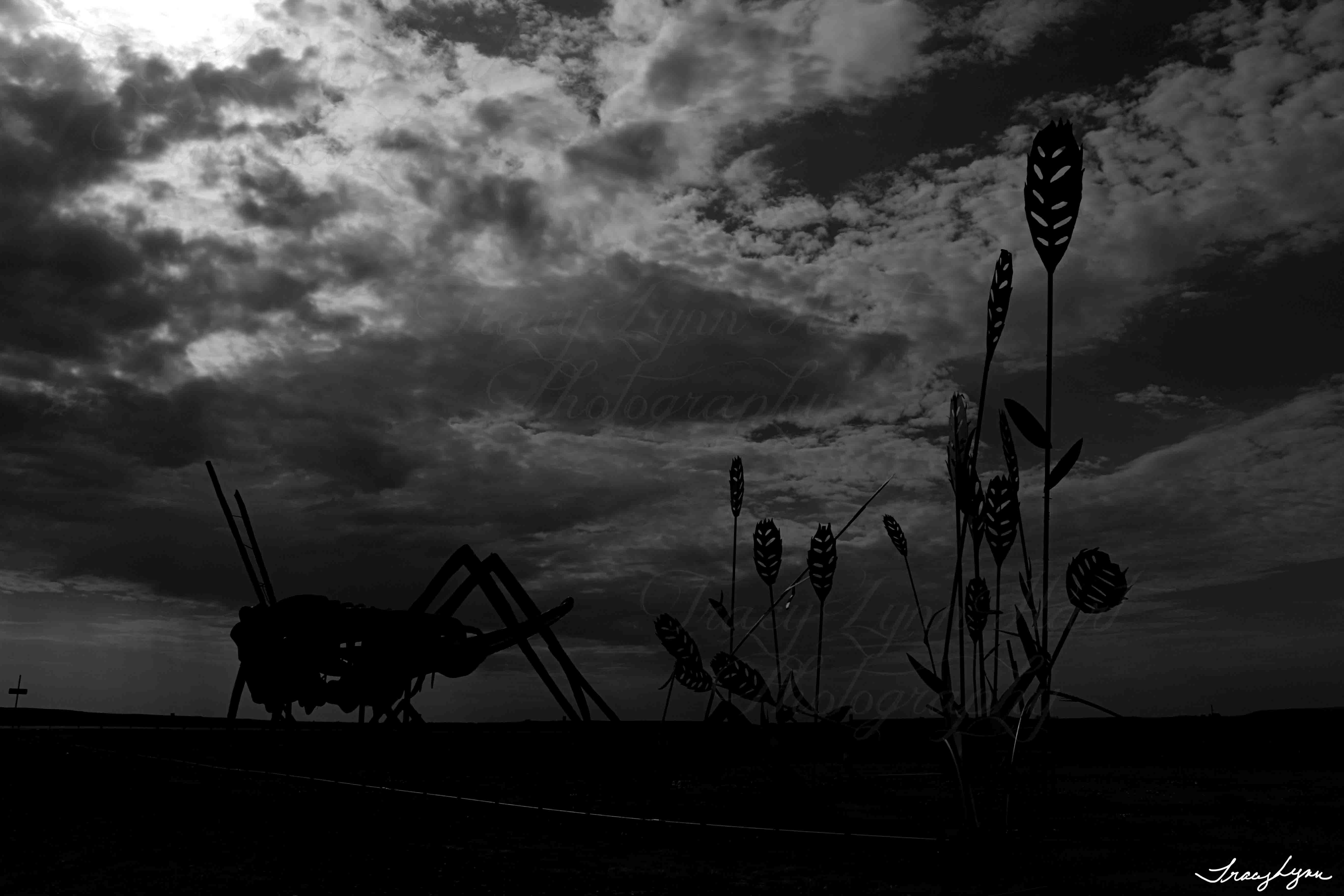 Grasshopper at night bw