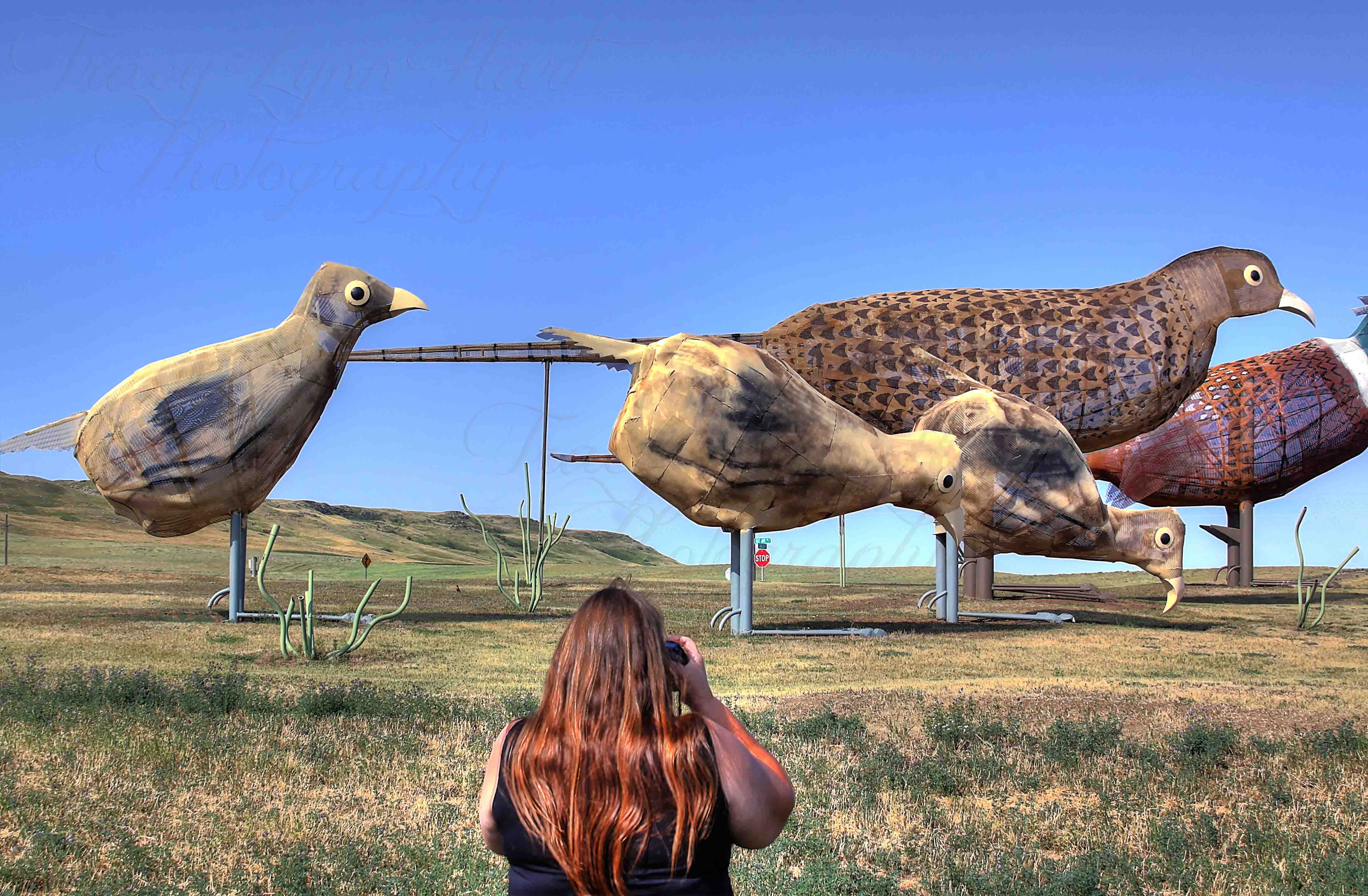 Tracy Shooting Pheasants