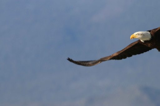 Eagle 06