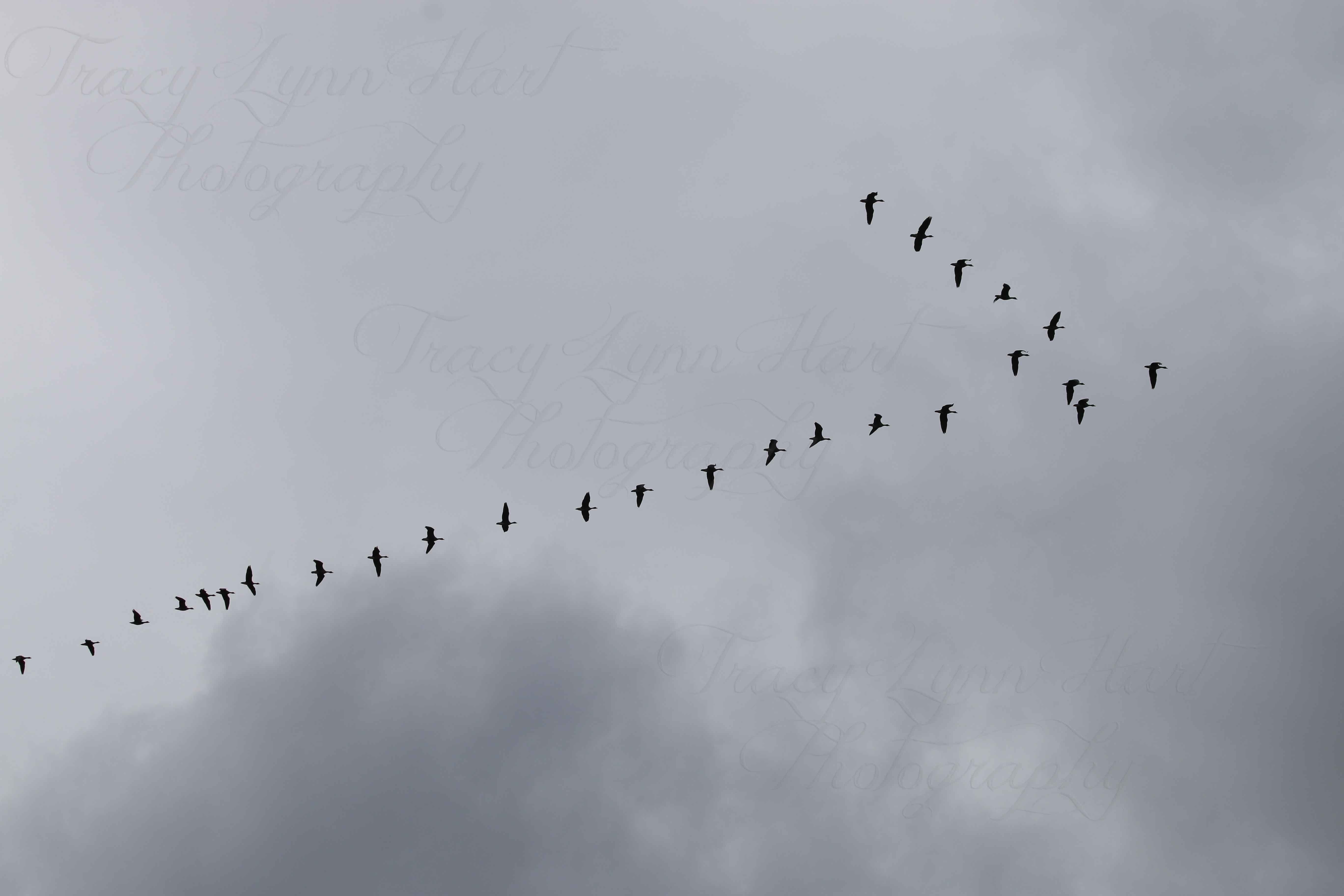 Geese in flight 02
