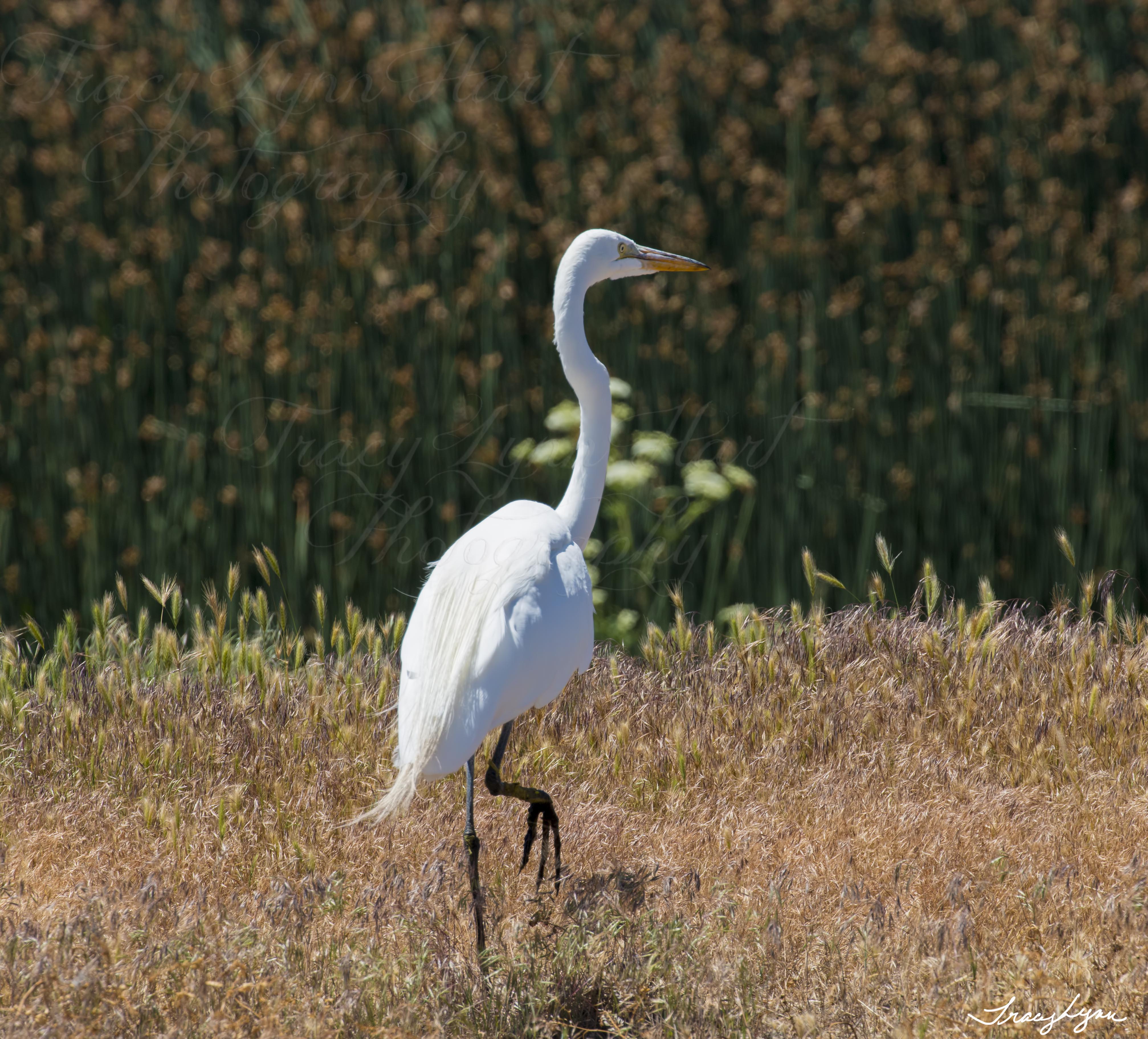 Egret 01