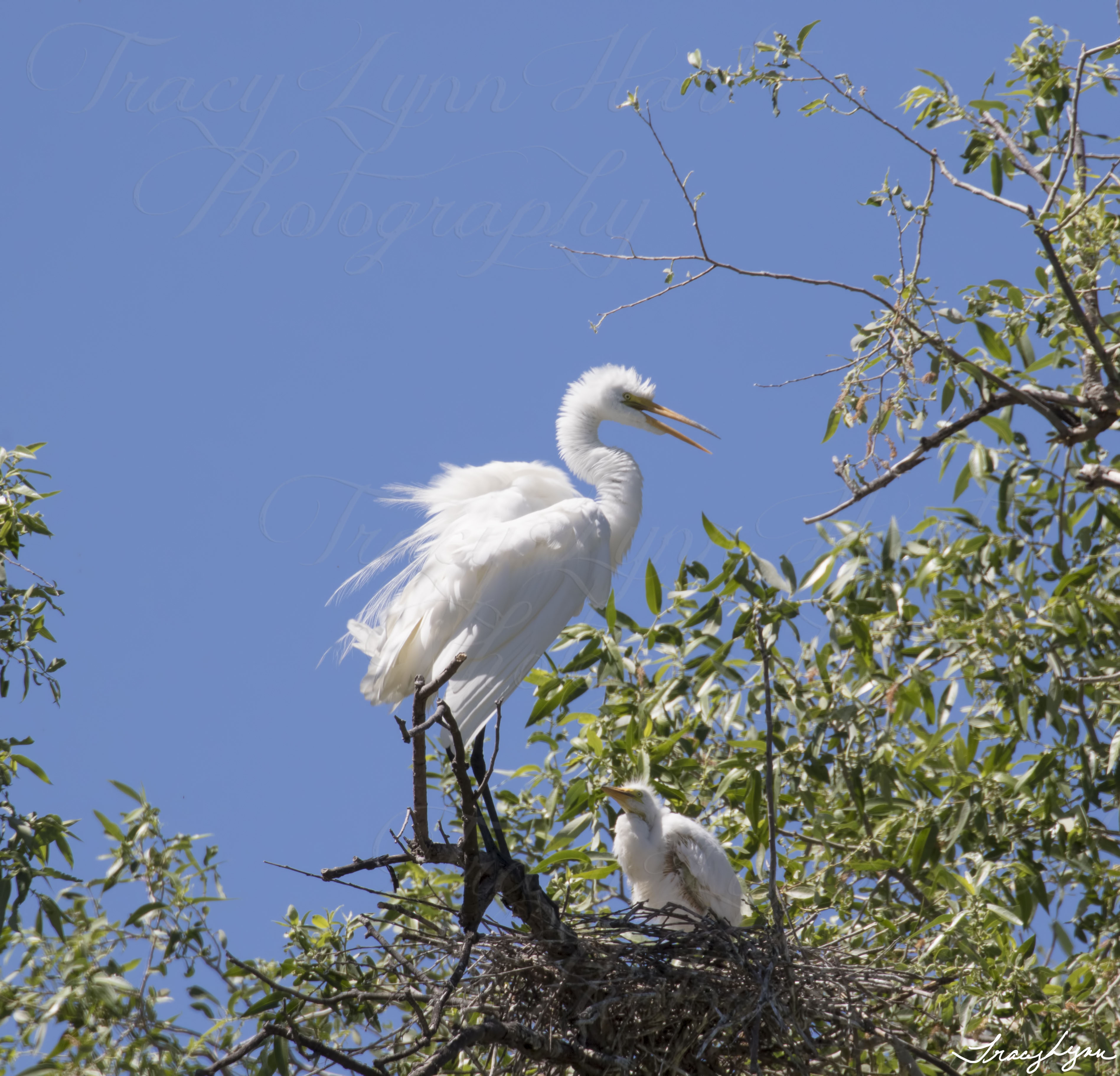 Egret baby 01