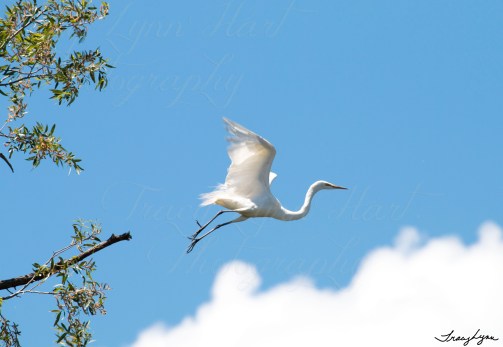 Egrets 09