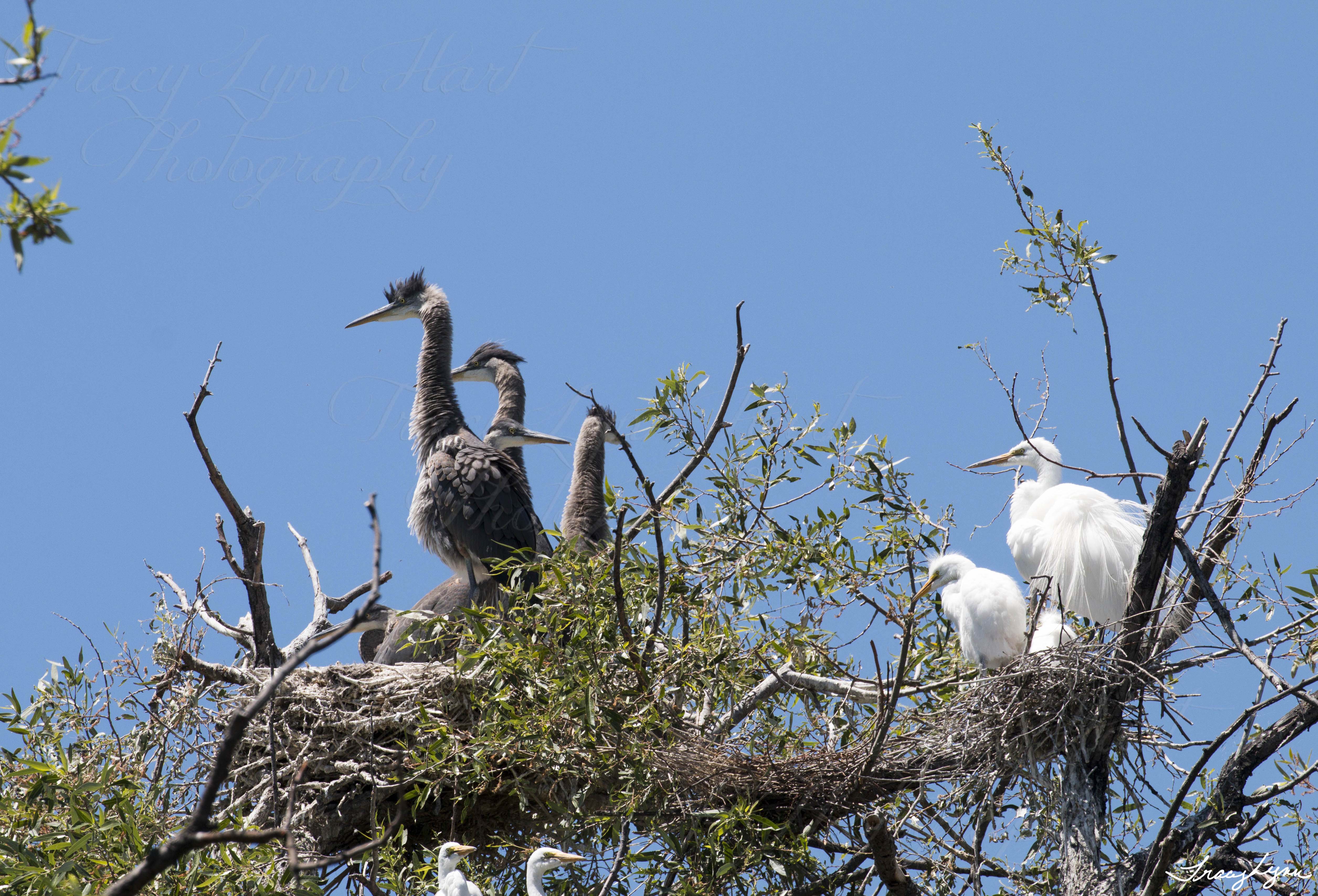 Heron Egret Babies 01