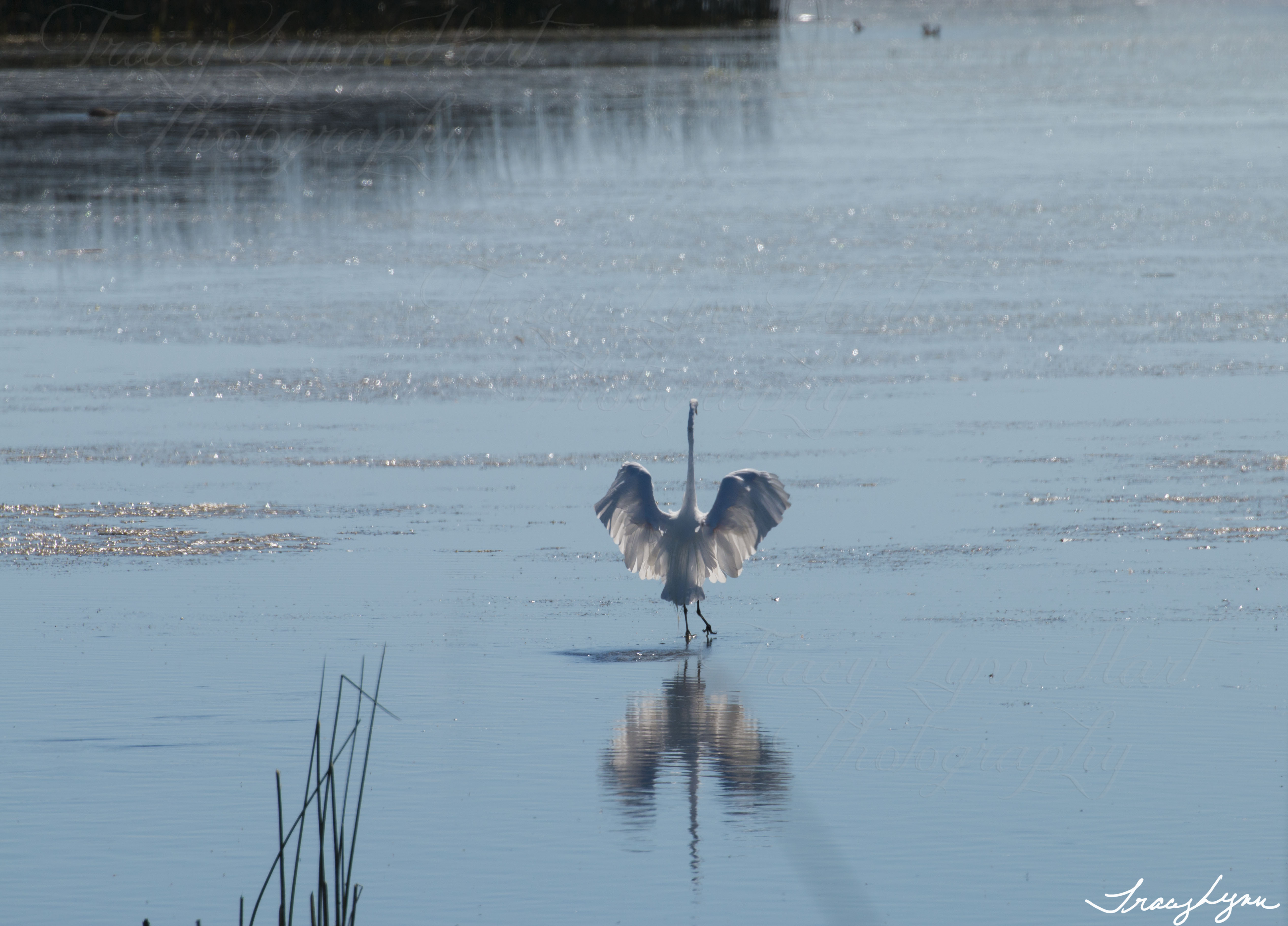 Walking on water copy