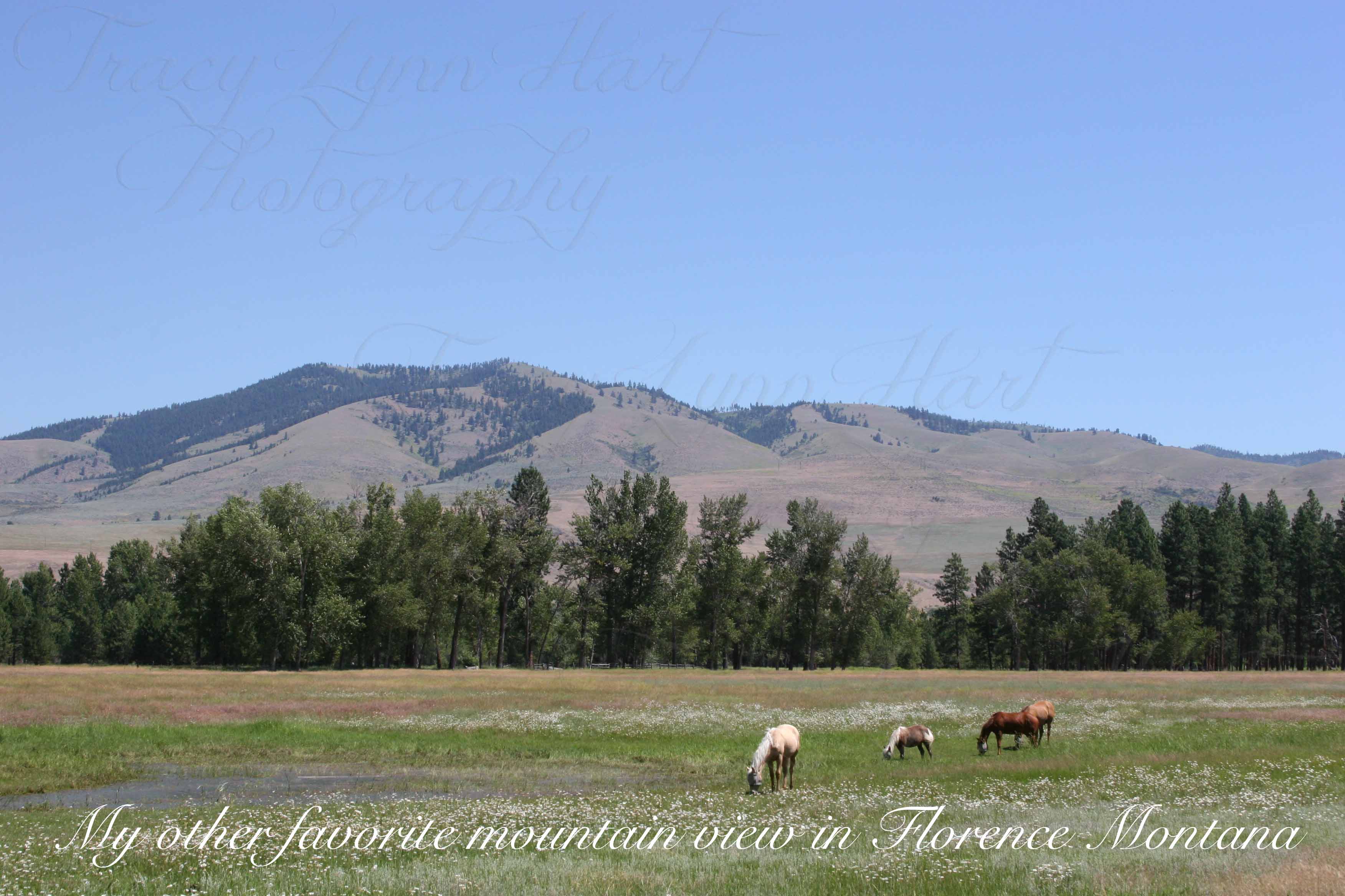 Bitterroot Valley 03 copy