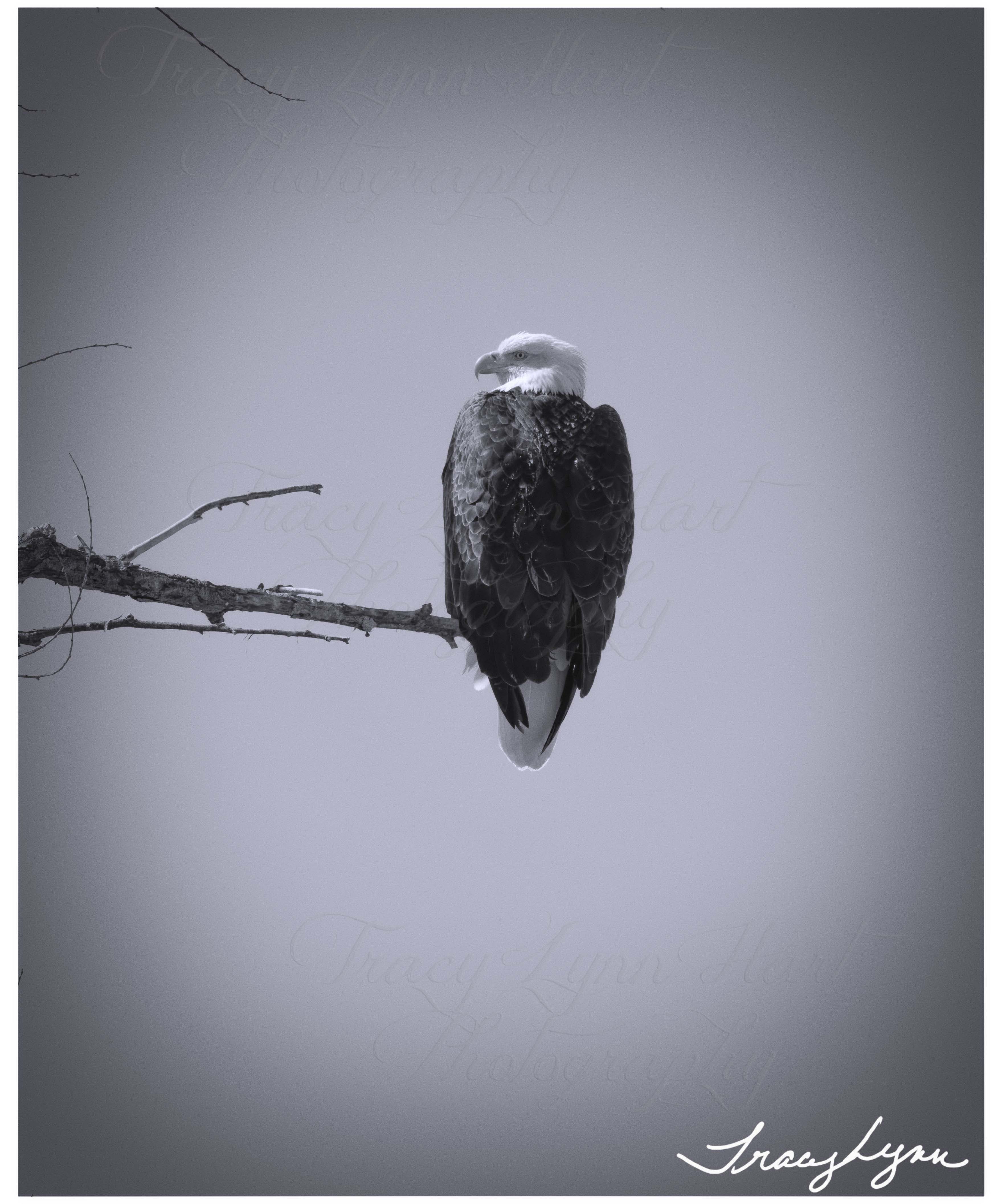 Eagle bw 01