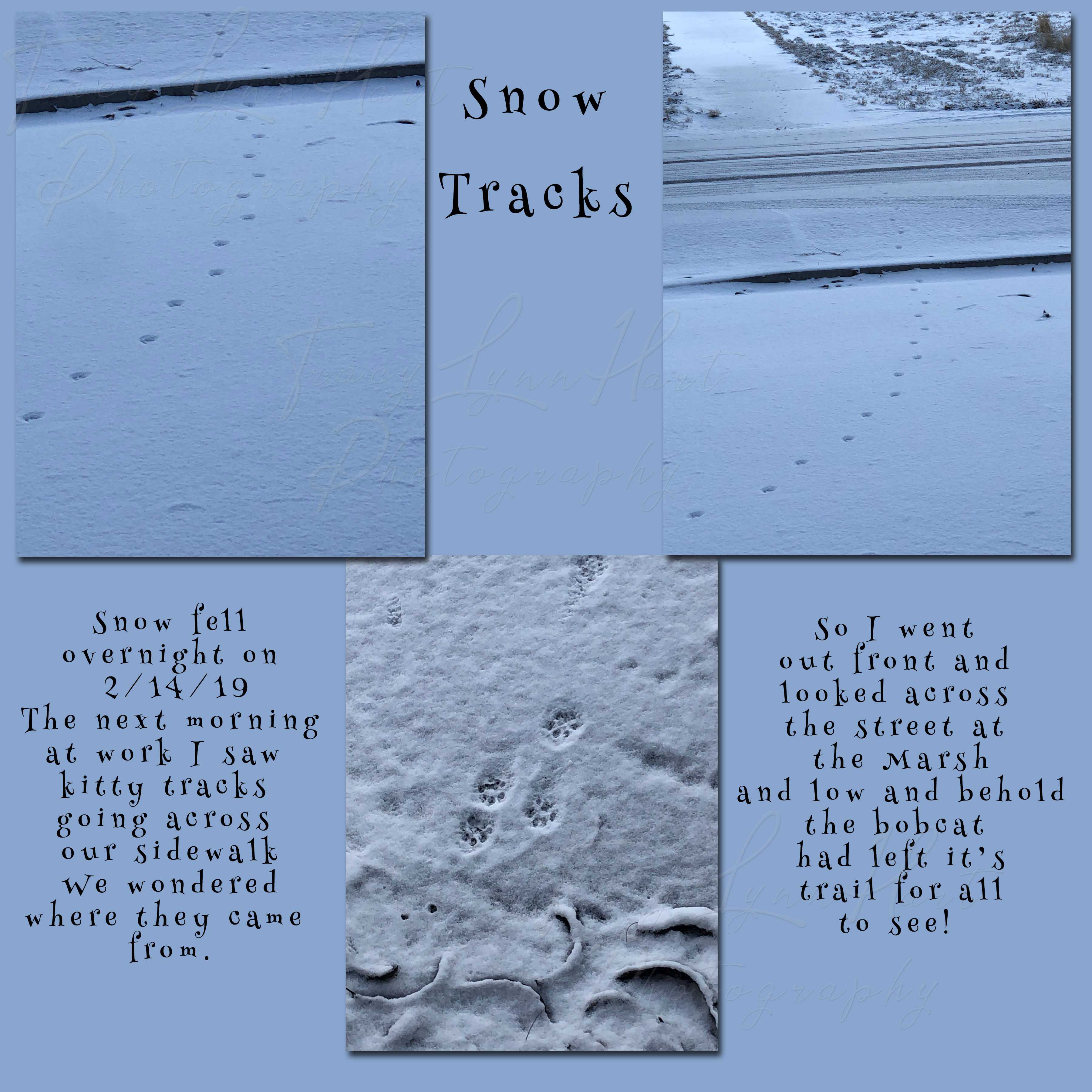 Snow Tracks