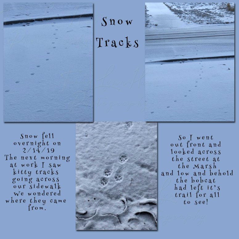 Snow Tracks