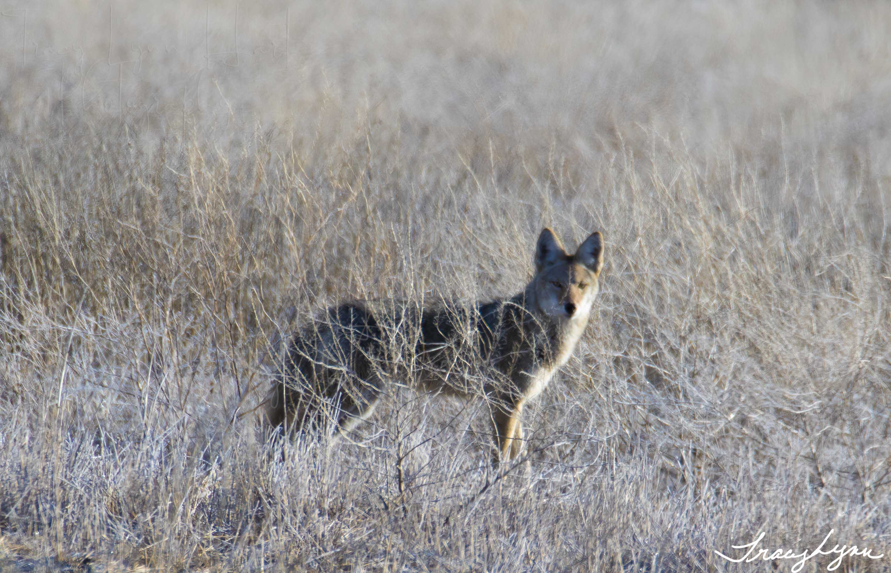 Coyote 01