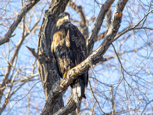 Juvenile Bald Eagle 01