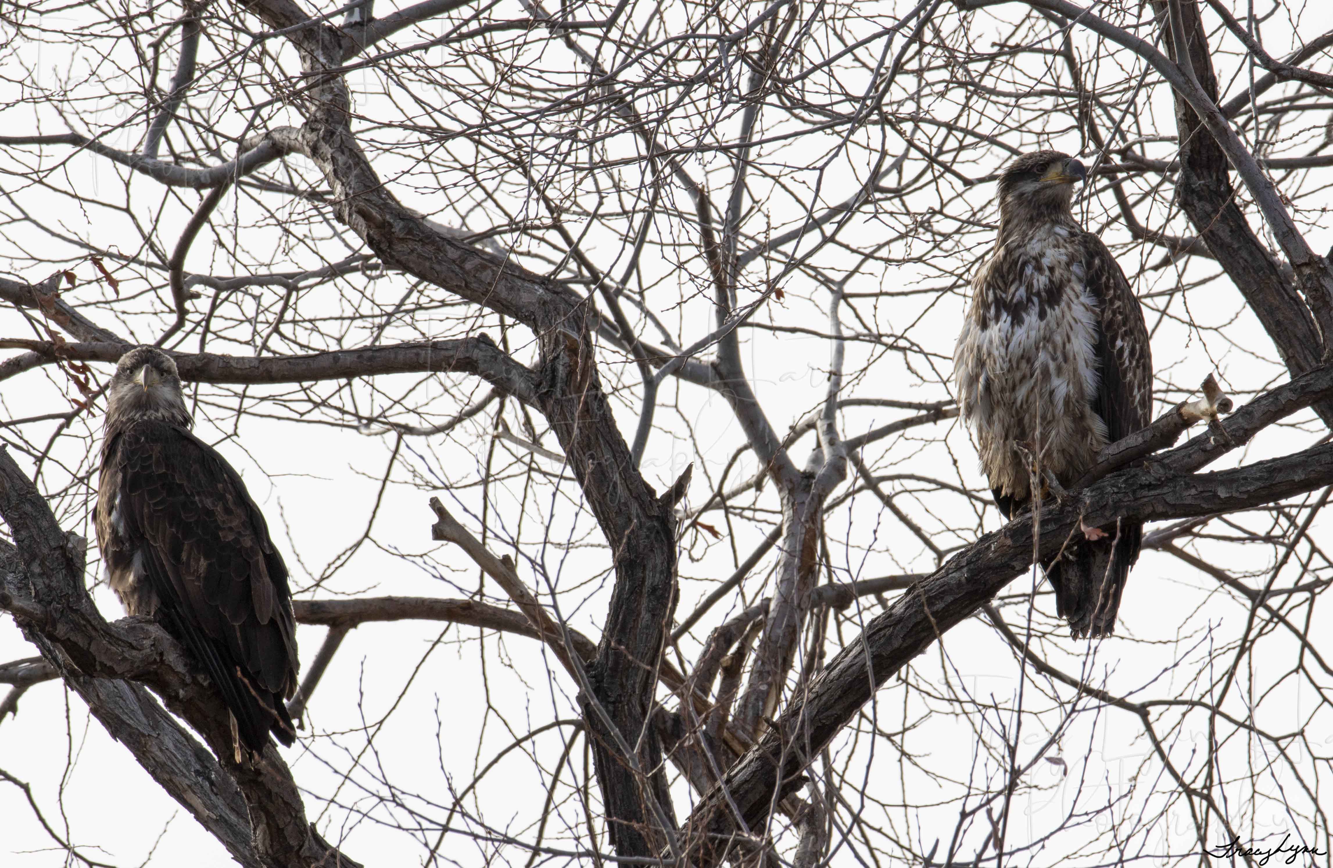 Juvenile Eagles 03